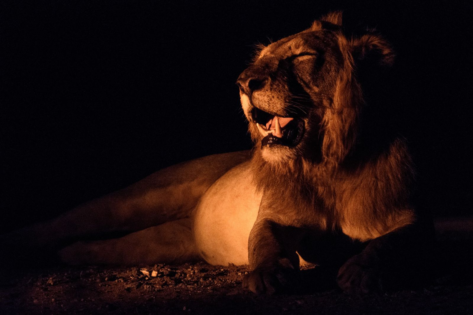 Voller Bauch braucht Ruhe: Löwenmännchen, Lower-Zambezi-NP, Sambia