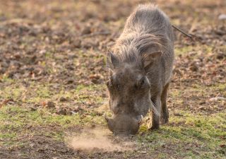 Ein Warzenschwein wühlt nach Fressbarem, South-Luangwa-NP, Sambia