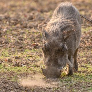 Ein Warzenschwein wühlt nach Fressbarem, South-Luangwa-NP, Sambia