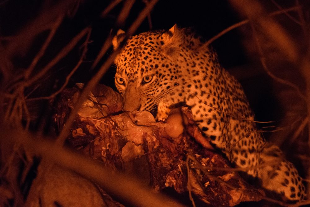 Ein Leopard tut sich an einem Büffelkadaver gütlich, Lower-Zambezi-NP, Sambia