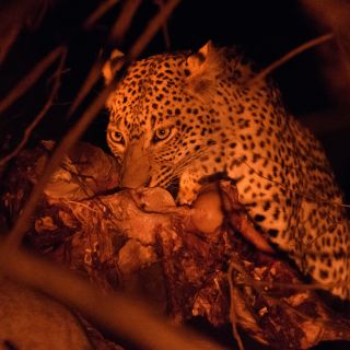 Ein Leopard tut sich an einem Büffelkadaver gütlich, Lower-Zambezi-NP, Sambia
