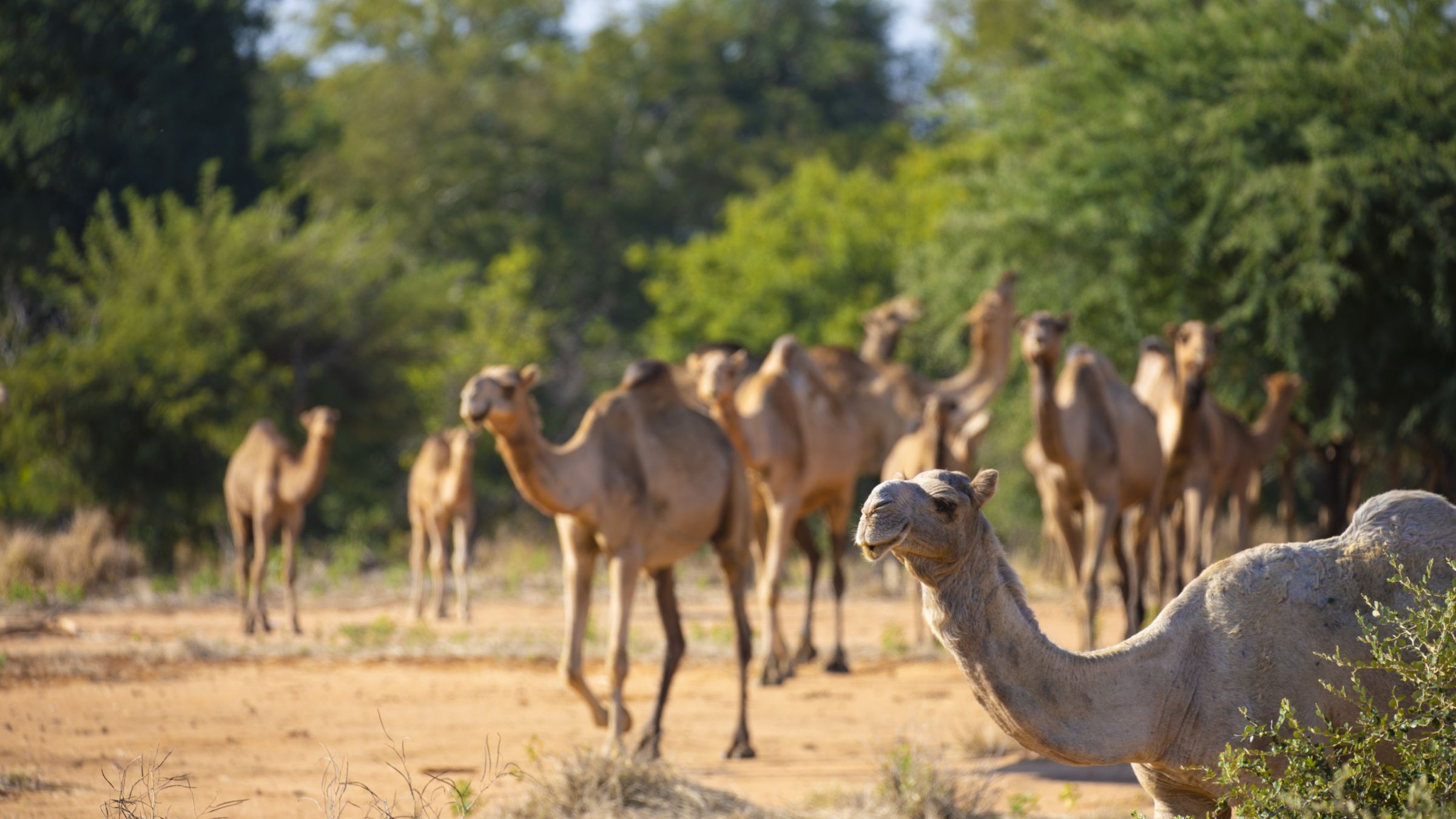 Kamele im Tschad