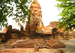 Gecko in Angkor