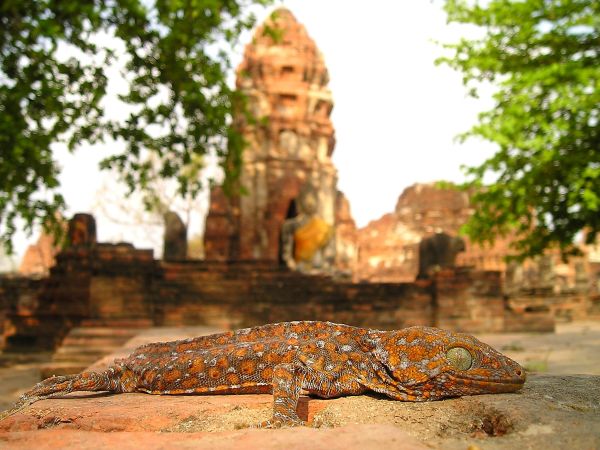 Gecko in Angkor © Diamir