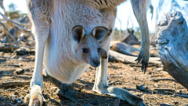 Australiens bekannteste Beuteltiere - die Kängurus