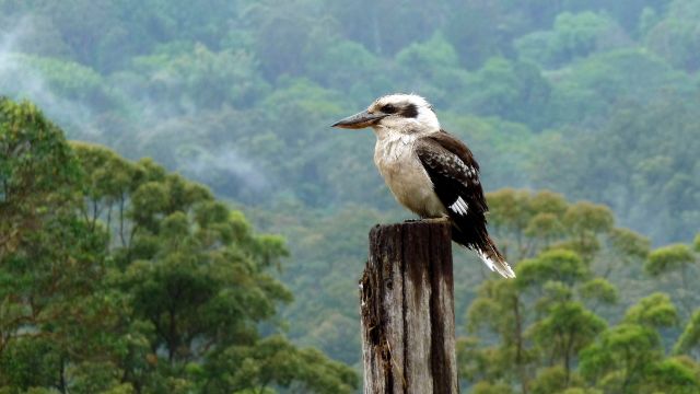 Ein Kookaburra, auch Lachender Hans – der größte Vertreter der Familie der Eisvögel