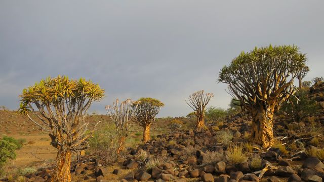 Als Selbstfahrer durch Namibia reisen - Köcherbäume