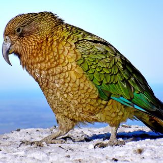 Der Kea zuweilen auch Bergpapagei genannt, ist ein vom Aussterben bedrohter Vogel Neuseelands.