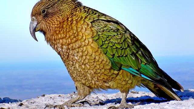 Der Kea zuweilen auch Bergpapagei genannt, ist ein vom Aussterben bedrohter Vogel Neuseelands.