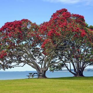 Zwei riesige Pohutukawa-Bäume, auch  Eisenholzbaum oder Neuseeländischer Weihnachtsbaum