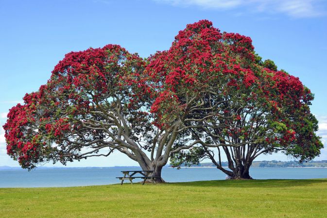 Zwei riesige Pohutukawa-Bäume, auch  Eisenholzbaum oder Neuseeländischer Weihnachtsbaum © Diamir