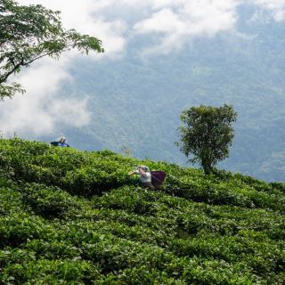 Teeplantagen Darjeeling