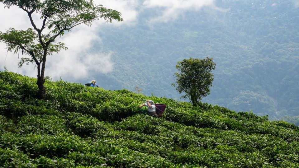 Teeplantagen Darjeeling