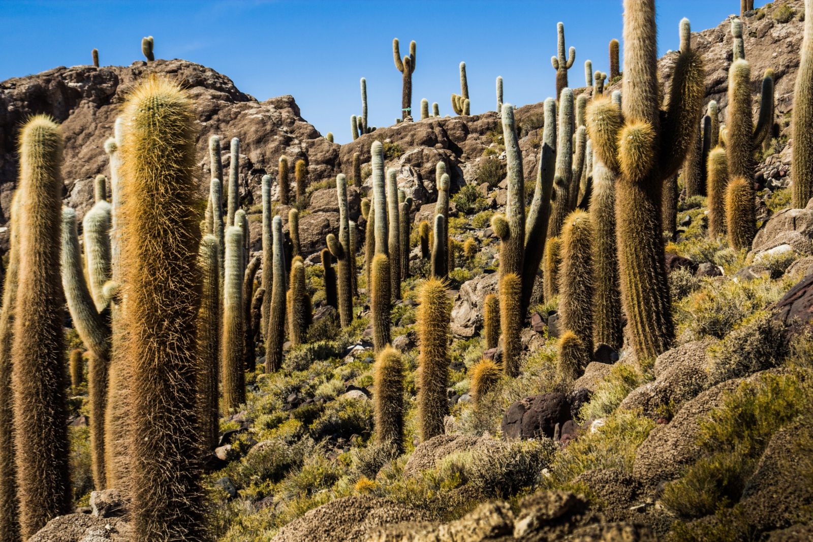 Kakteenwald auf der Insel Incahuasi in der Atacama-Wüste