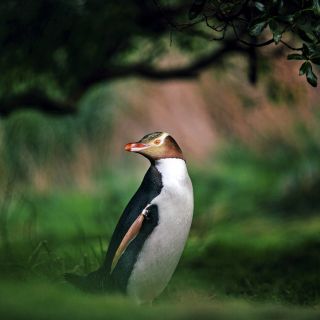 Ein Pinguin im Wald