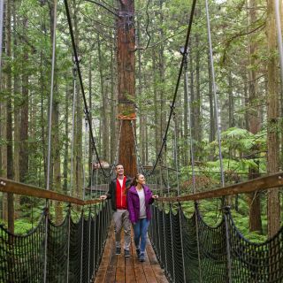 Eine Wanderung durch die Wipfel des Redwoods Forests, Rotorua