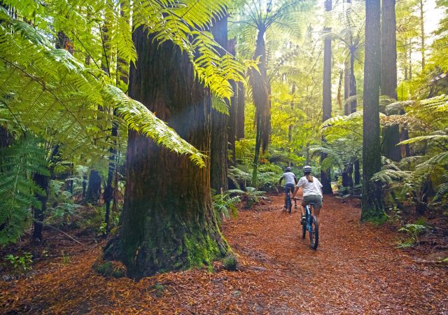 Eine Bike Tour durch die Redwoods in Rotorua