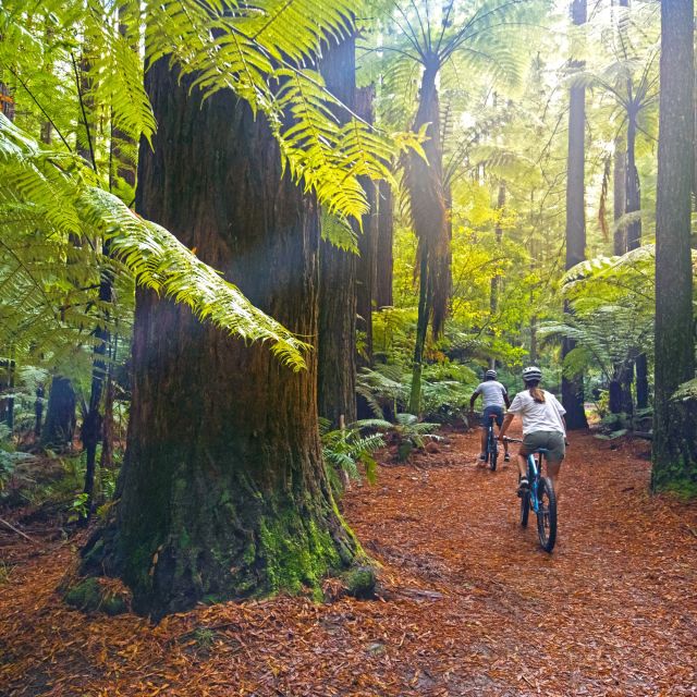 Eine Bike Tour durch die Redwoods in Rotorua