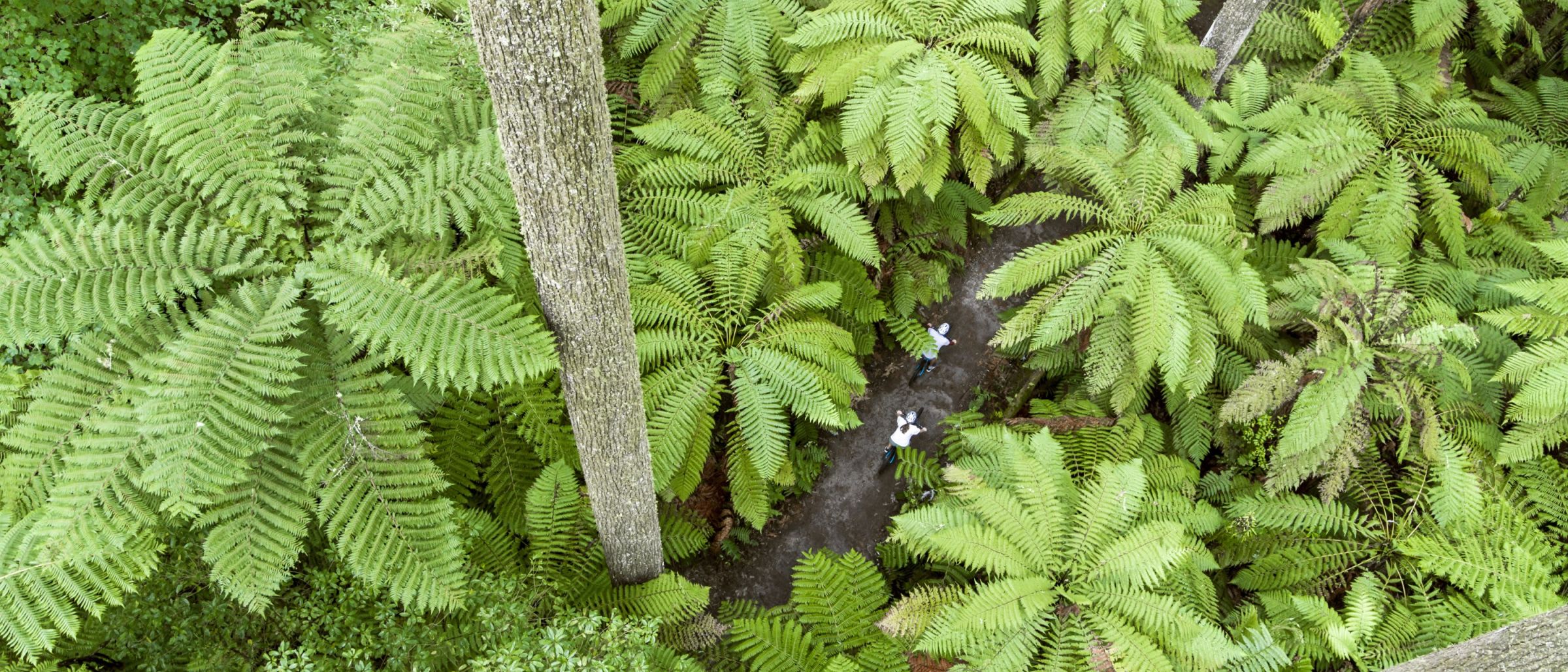 Die Redwoods in Rotorua von oben