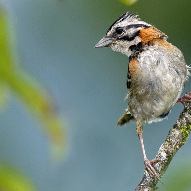 El Gavilan de la hispaniola – gefährdete Vogelart in der Dominikanischen Republik.