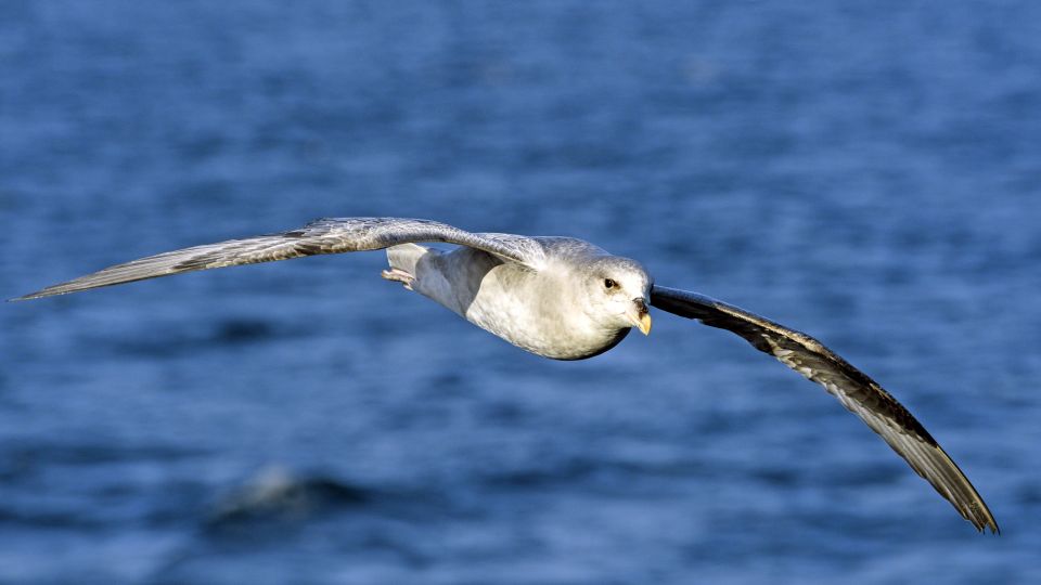 Treuer Begleiter der Schiffe - der mit den Albatrossen verwandte Eissturmvogel