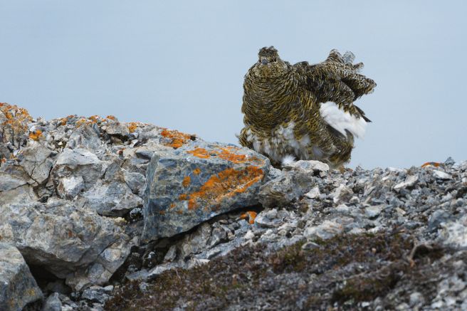 Auch auf Spitzbergen anzutreffen – das Alpenschneehuhn