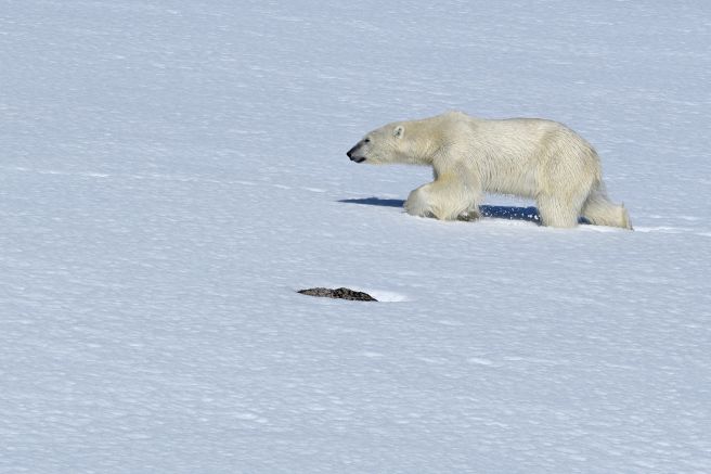 Eisbär – fotografiert während einer Zodiactour vor Smeerenburg