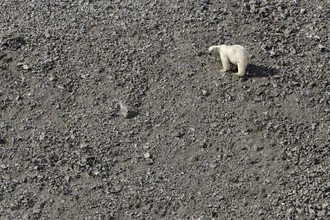 Eisbär an der Küste des Billefjord