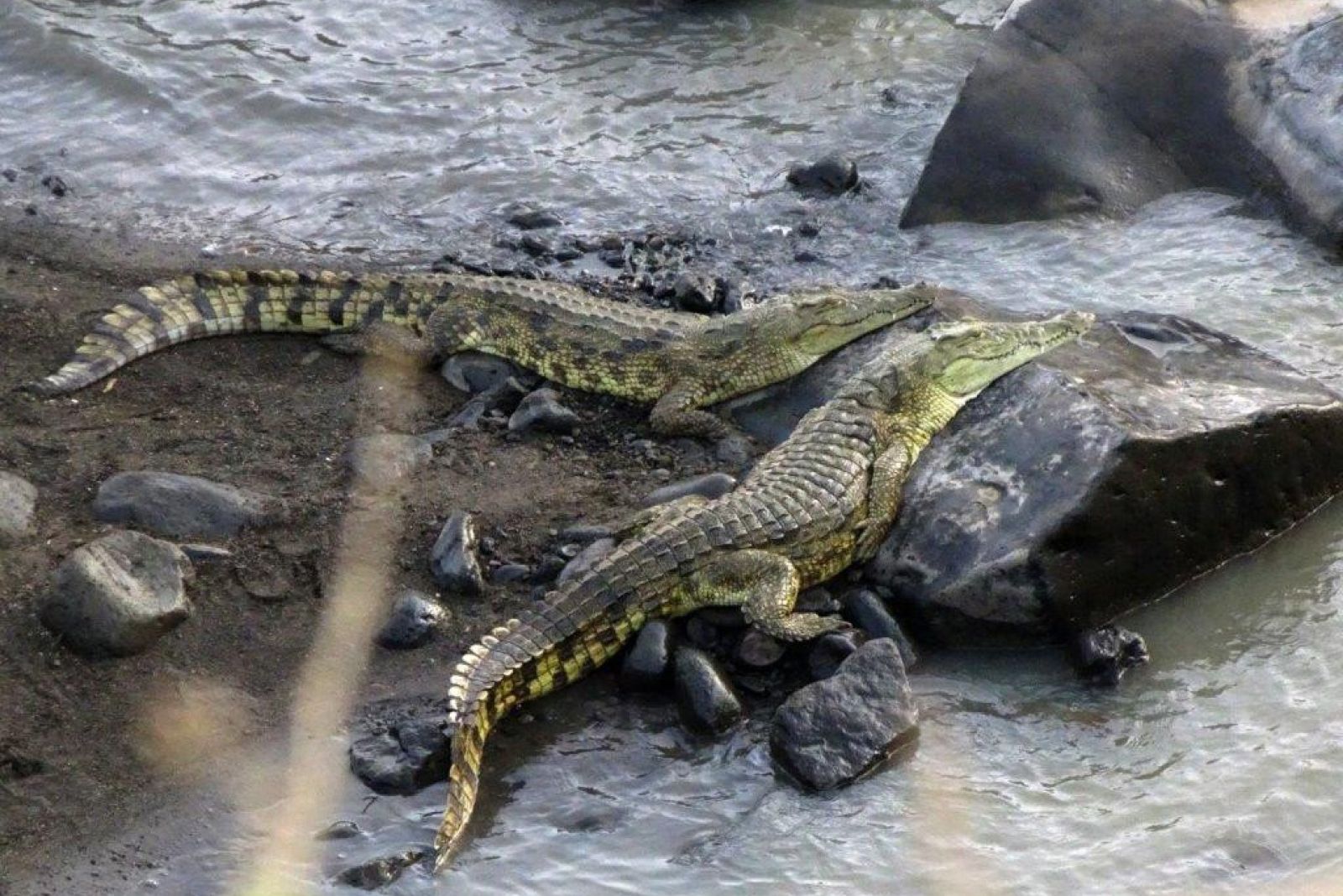 DANAKIL Reisebericht Ulrike Almer – Krokodile im Awash NP