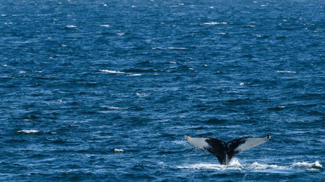 Walfluke im Nordatlantik
