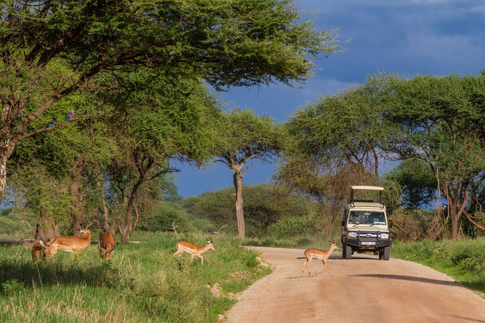 Safari im Tarangire-Nationalpark, Tansania
