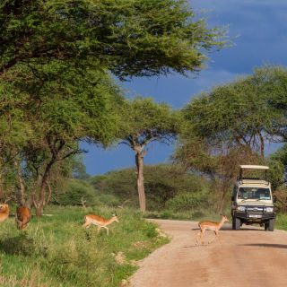 Safari im Tarangire-Nationalpark, Tansania