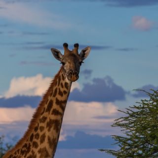 Giraffe im Abendlicht im Tarangire-Nationalpark