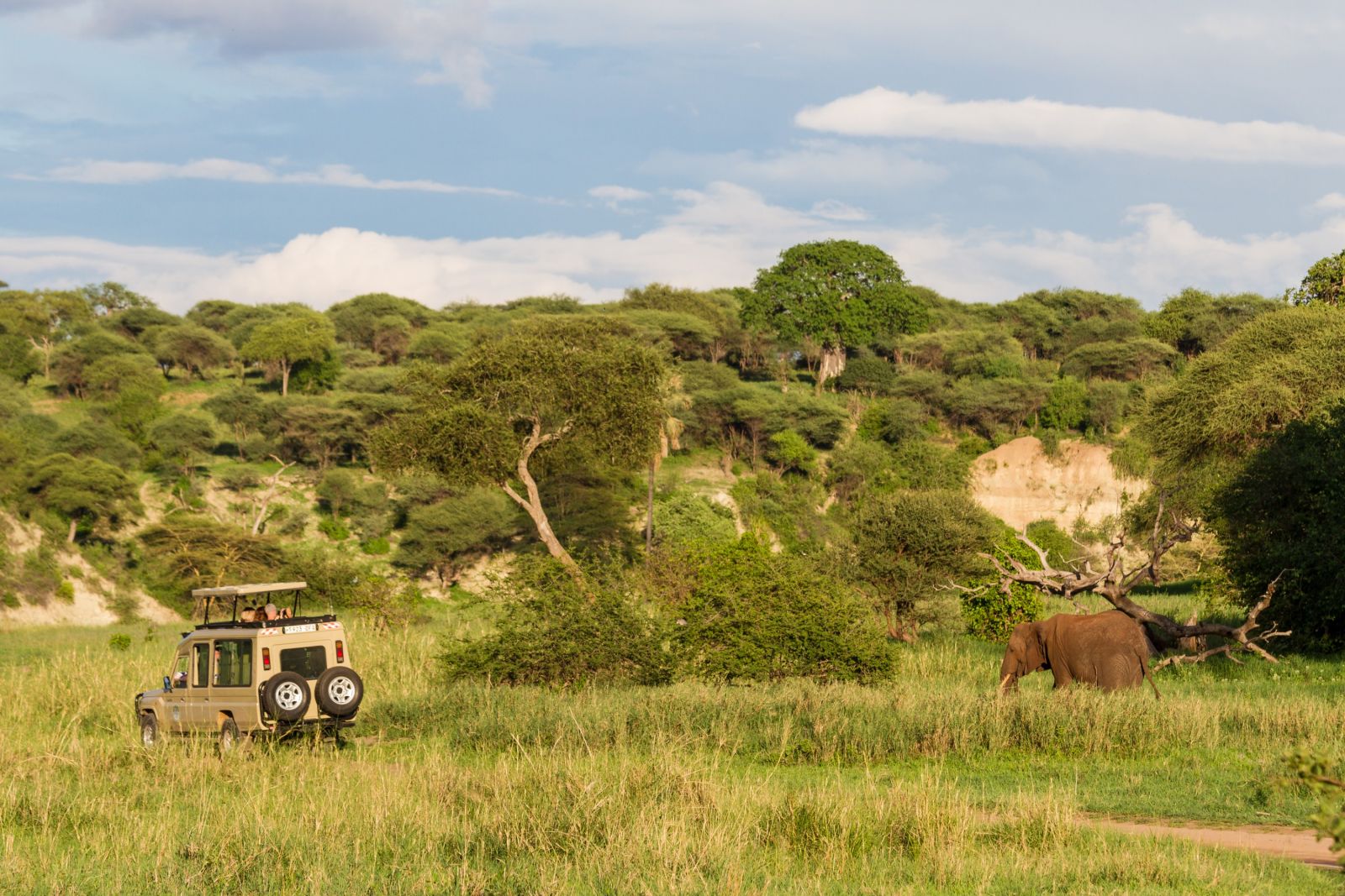 Elefanten im Tarangire-Nationalpark, Tansania