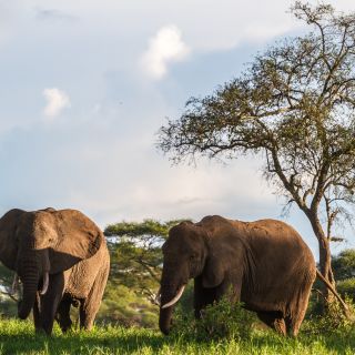 Elefanten im Tarangire-Nationalpark, Tansania