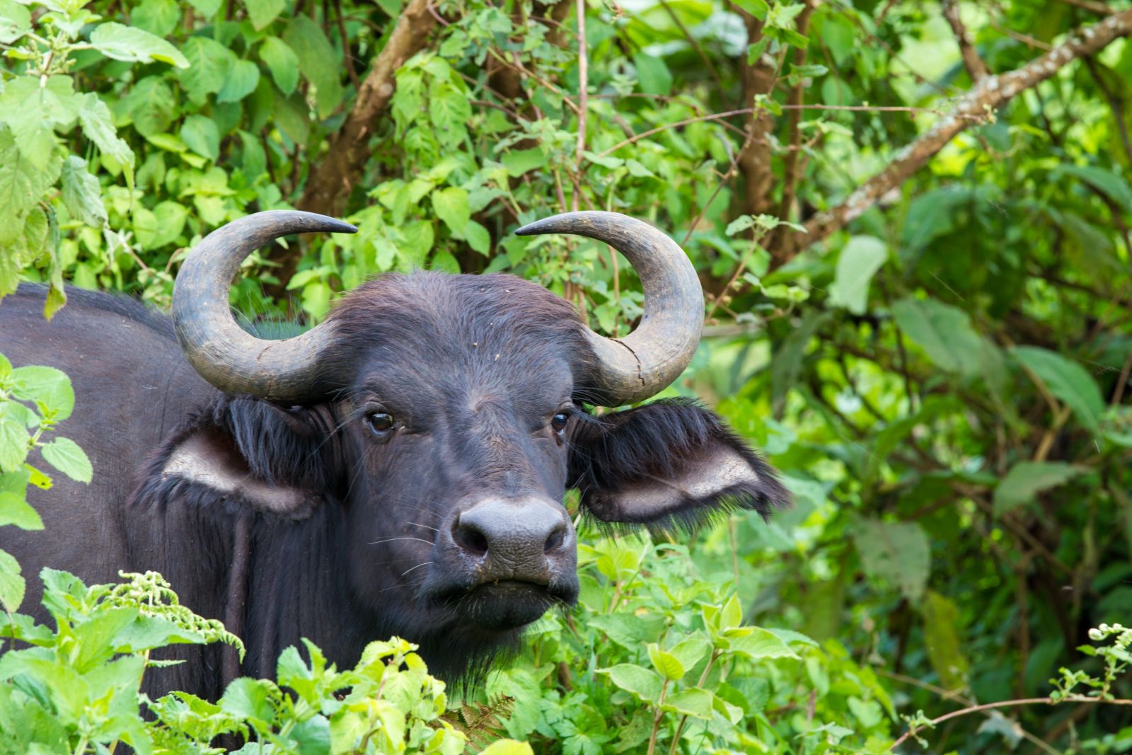 Kafferbüffel im Ngorongoro-Krater, Tansania