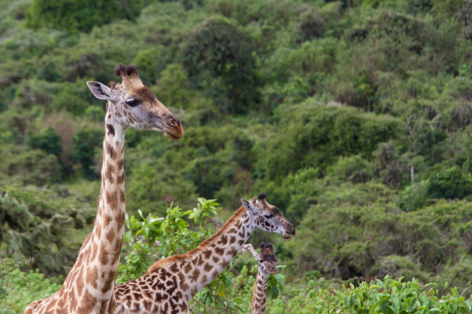 Giraffen im Ngorongoro-Krater, Tansania