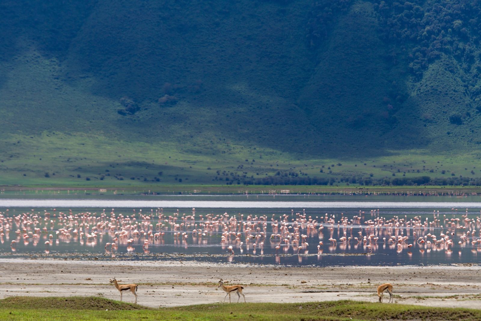 Thomson-Gazellen und Flamingos im Ngorongoro-Krater, Tansania