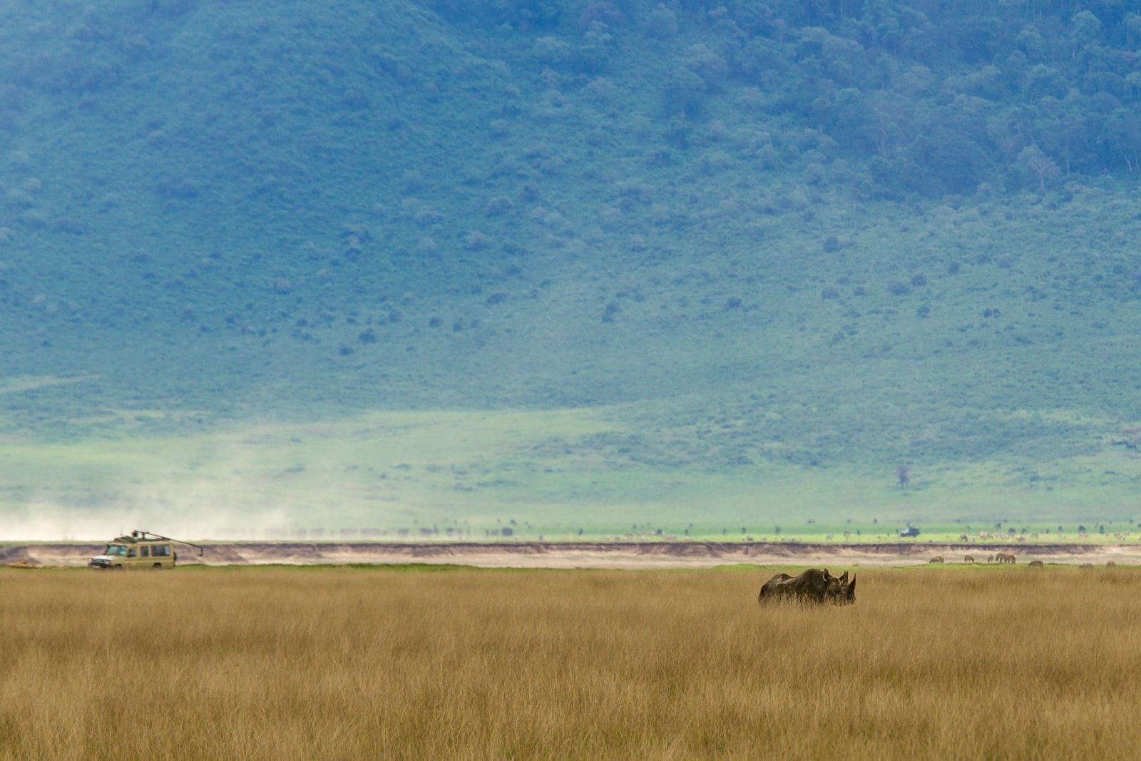 Ein Spitzmaulnashorn gibt sich die Ehre im Ngorongoro-Krater, Ta