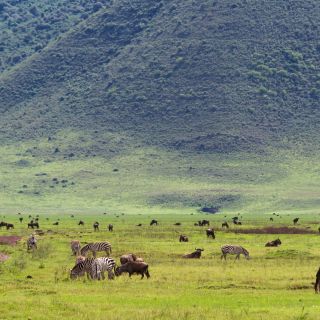 Safari im Ngorongoro-Krater, Tansania