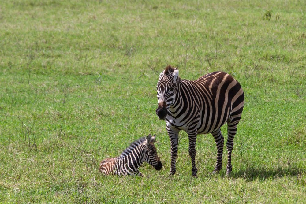 Safari im Ngorongoro-Krater mit Freifläche für Text