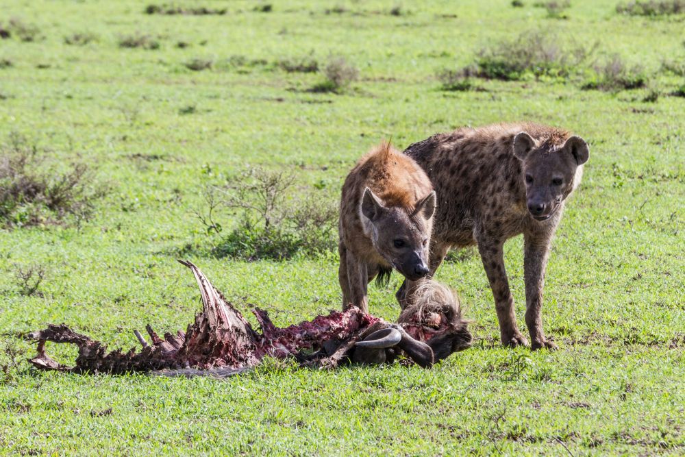Hyänen im Serengeti-Nationalpark, Tansania