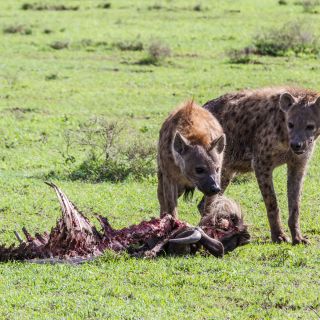Hyänen im Serengeti-Nationalpark, Tansania