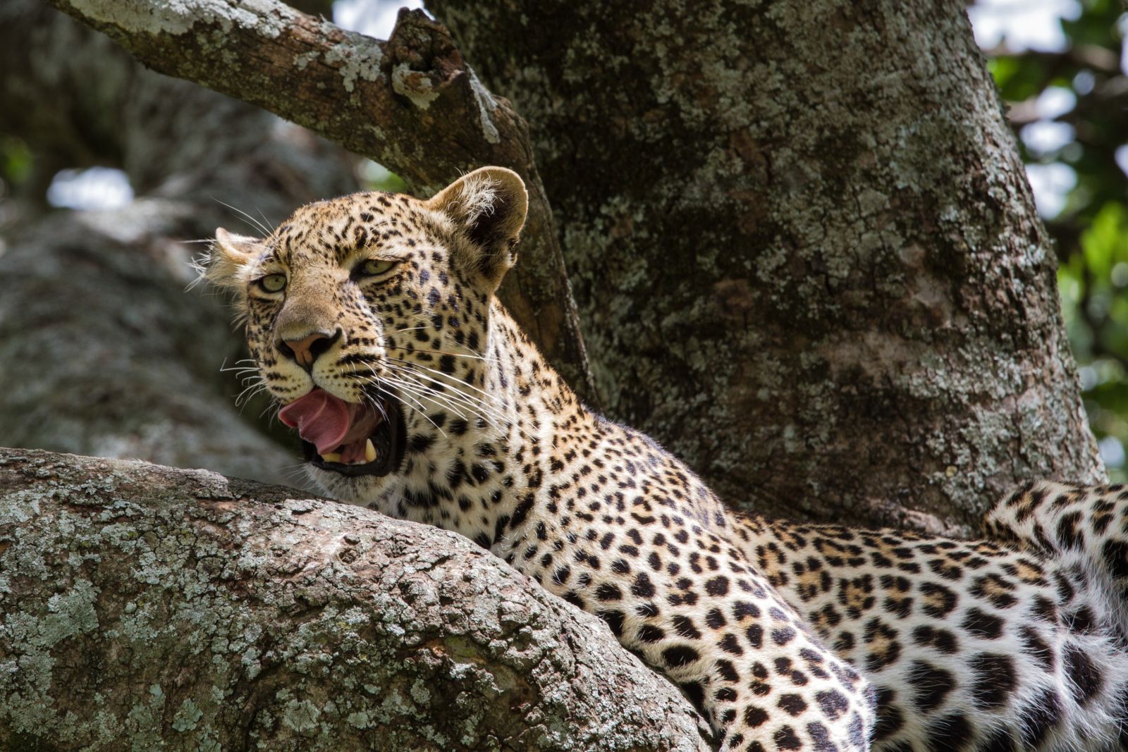 Ein Leopard ruht nach der Jagd im Serengeti-Nationalpark, Tansan