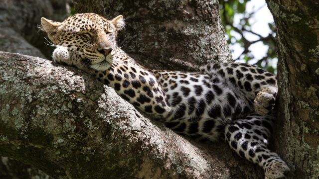 Ein Leopard ruht nach der Jagd in der Serengeti