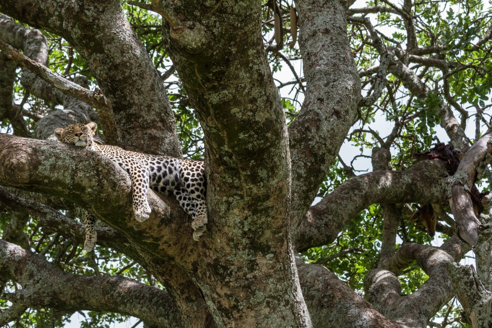 Ein Leopard mit Beute auf einem Baum im Serengeti-Nationalpark,
