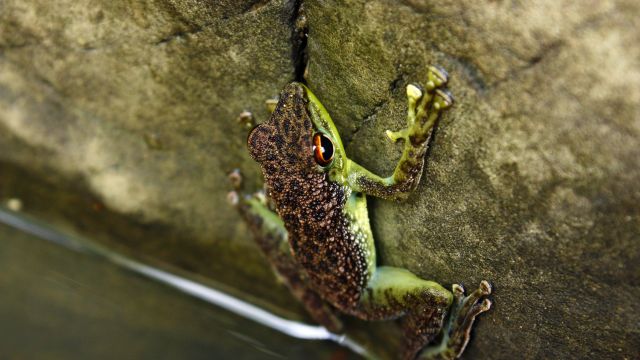 Frosch im Tabin-Reservat, Schutzgebiet seit 1984 im malayischen Bundesstaat Sabah