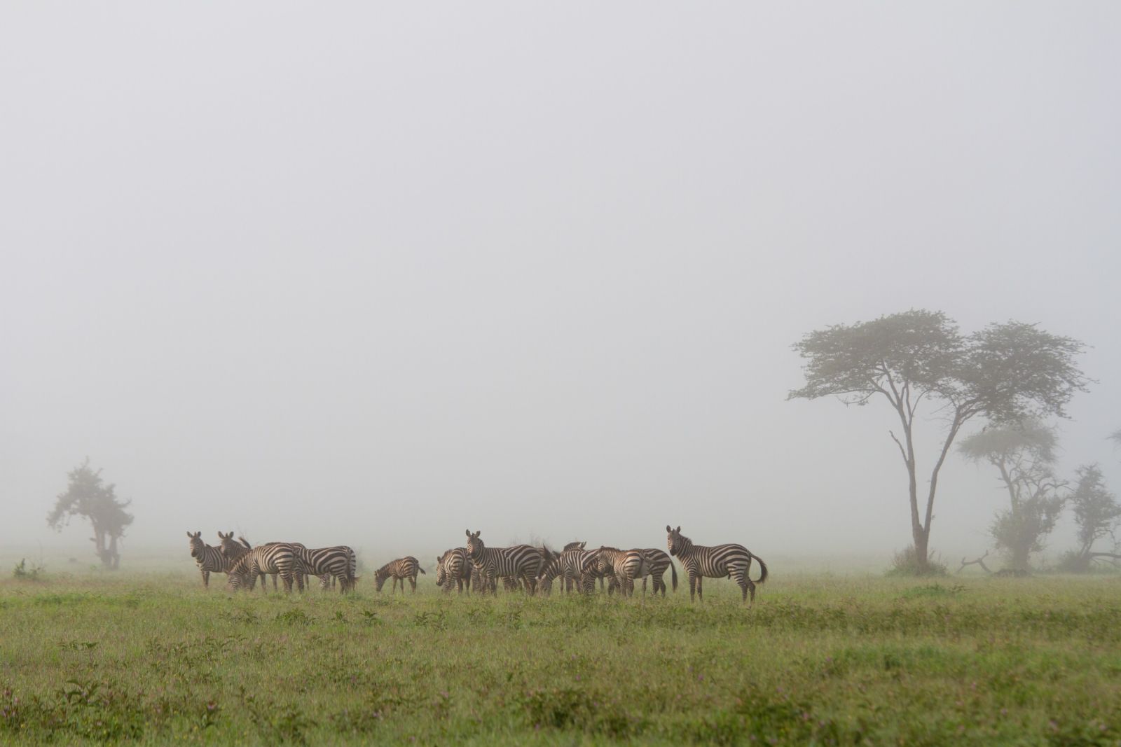 Zebras im Morgennebel der Regenzeit im Grumeti MWA