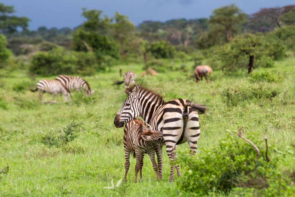 Ein Zebra säugt sein Junges