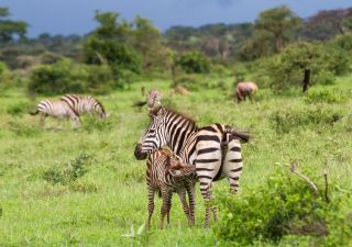 Ein Zebra säugt sein Junges